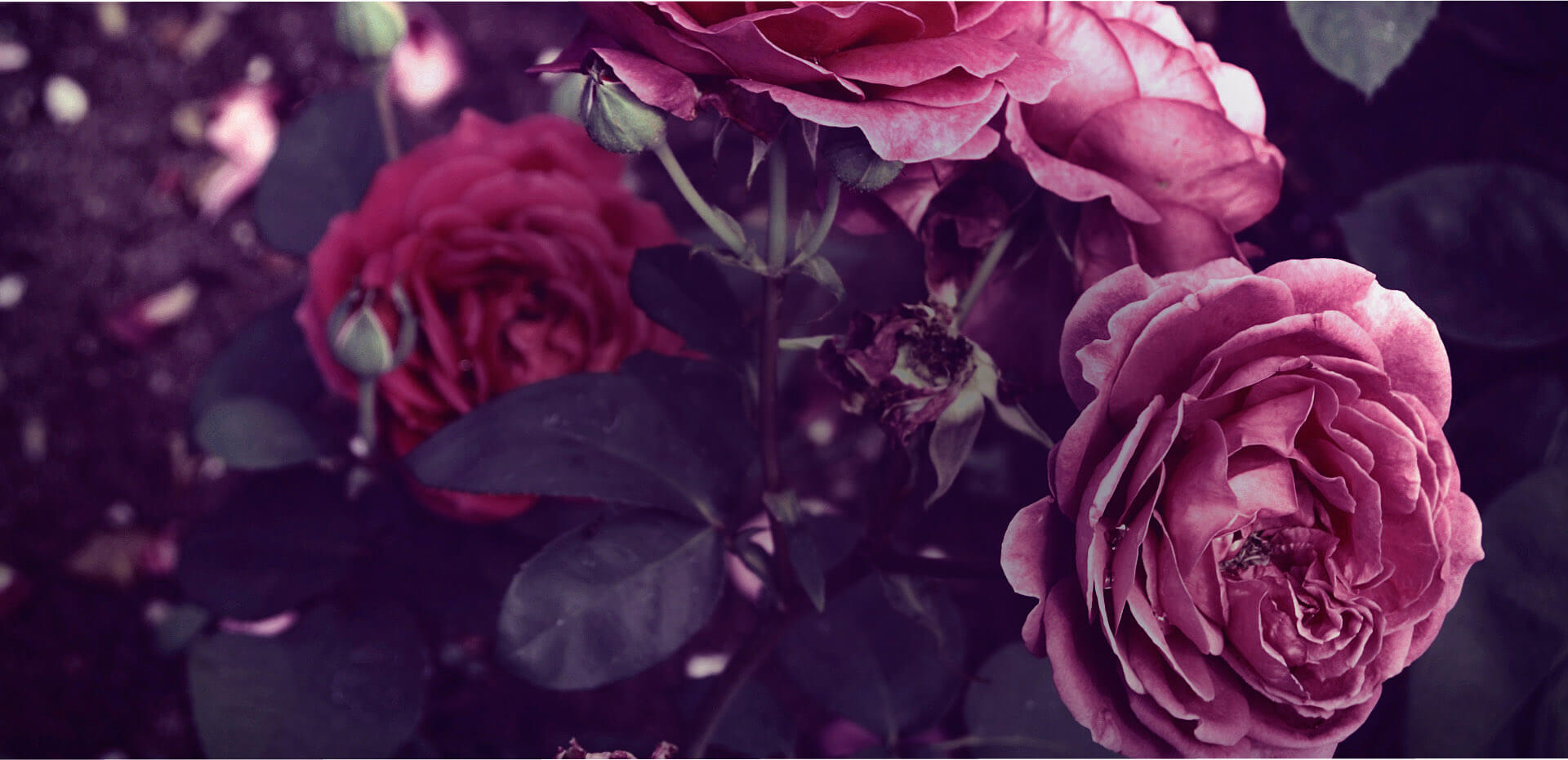 Stromy, ovocné kríky, okrasné rastliny, ruže, výrobca Poľsko