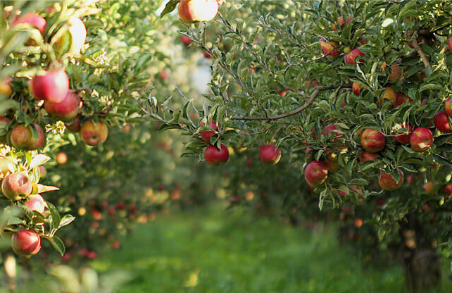 Stromy, ovocné kríky, okrasné rastliny, ruže, výrobca Poľsko