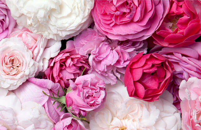 Stromy, ovocné kríky, okrasné rastliny, ruže, výrobca Poľsko