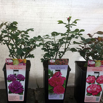 Stromy, ovocné kríky, okrasné rastliny, ruže, výrobca Poľsko