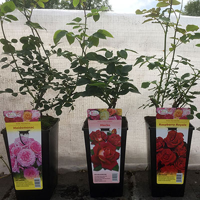 Stromy, ovocné kríky, okrasné rastliny, ruže, výrobca Poľsko