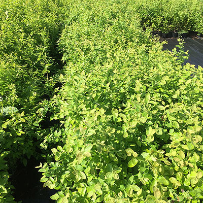 Stromy, ovocné kríky, okrasné rastliny, ruže, výrobca Poľsko