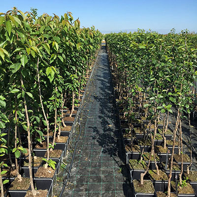 Stromy, ovocné kríky, okrasné rastliny, ruže, výrobca Poľsko