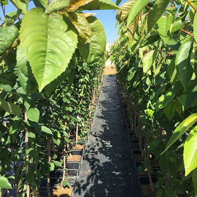 Stromy, ovocné kríky, okrasné rastliny, ruže, výrobca Poľsko