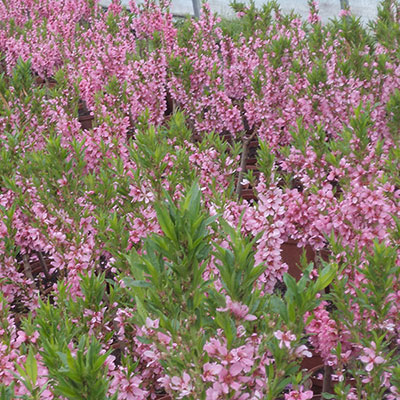 Stromy, ovocné kríky, okrasné rastliny, ruže, výrobca Poľsko