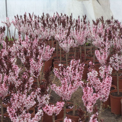 Stromy, ovocné kríky, okrasné rastliny, ruže, výrobca Poľsko