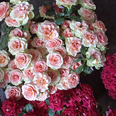 Stromy, ovocné kríky, okrasné rastliny, ruže, výrobca Poľsko