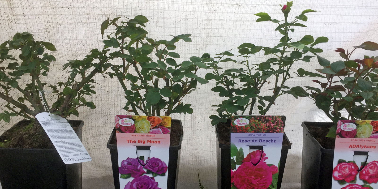 Stromy, ovocné kríky, okrasné rastliny, ruže, výrobca Poľsko