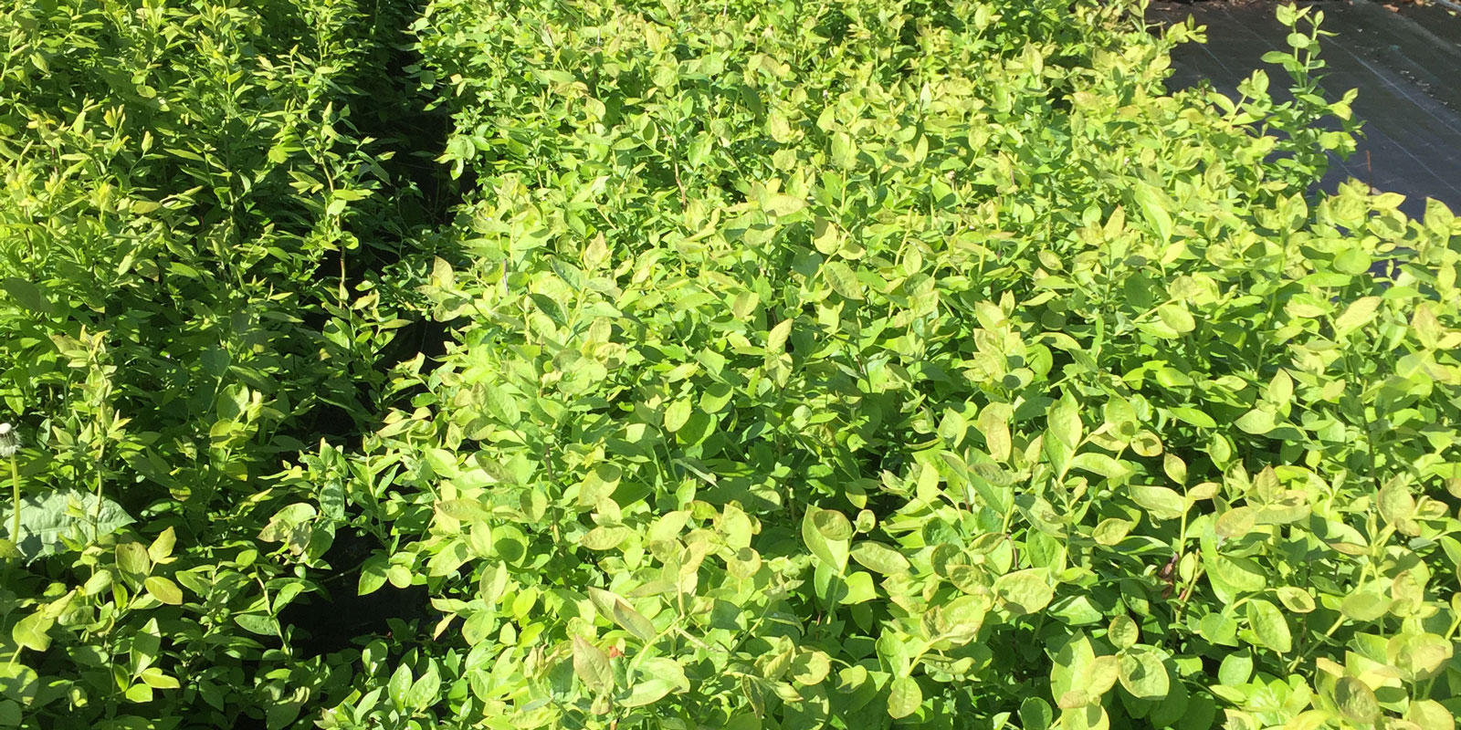 Stromy, ovocné kríky, okrasné rastliny, ruže, výrobca Poľsko