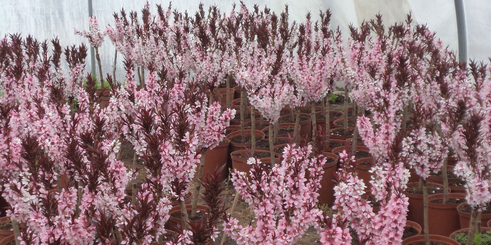 Stromy, ovocné kríky, okrasné rastliny, ruže, výrobca Poľsko