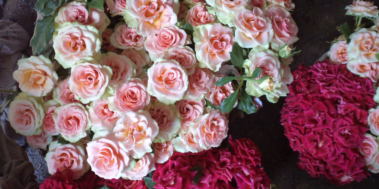 Stromy, ovocné kríky, okrasné rastliny, ruže, výrobca Poľsko